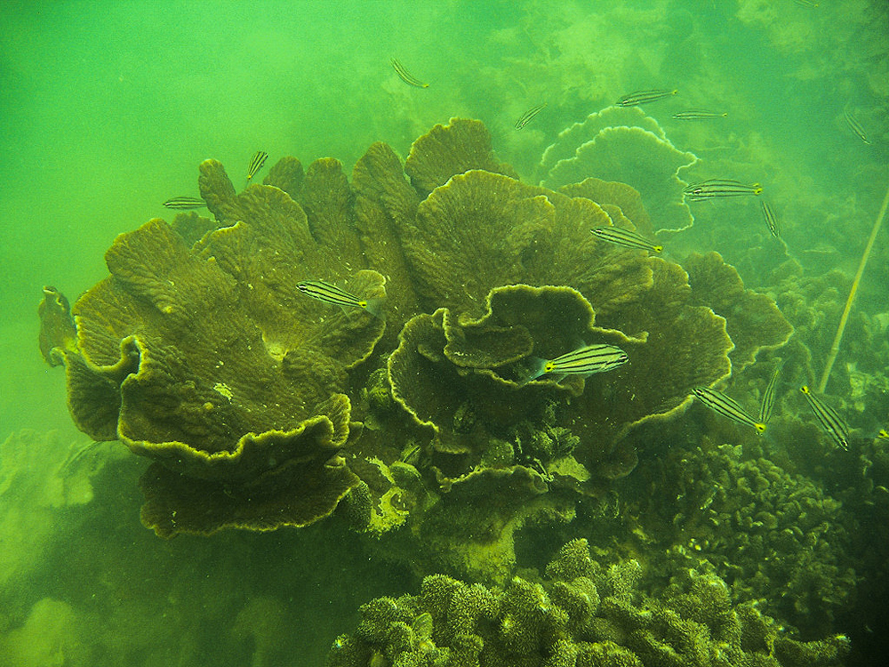 Les récifs coralliens de la baie d Ha Long reprennent du poil de la bête